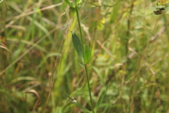 Veronica orchidea