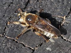 Laphria gibbosa