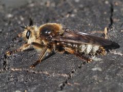 Laphria gibbosa