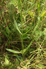 Veronica orchidea