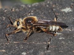 Laphria gibbosa