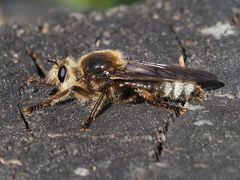 Laphria gibbosa