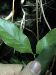 Gynochthodes umbellata