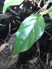 Gynochthodes umbellata