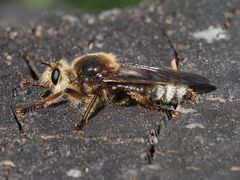 Laphria gibbosa