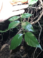 Gynochthodes umbellata