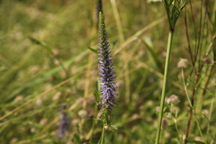 Veronica orchidea