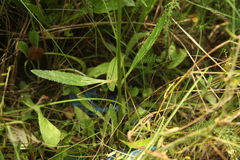Veronica orchidea