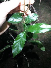 Gynochthodes umbellata