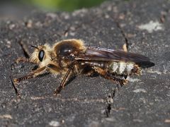 Laphria gibbosa