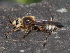 Laphria gibbosa