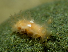 Tritonicula myrakeenae
