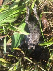 Vandijkophrynus angusticeps