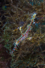 Solenostomus paradoxus