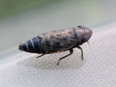 Deltocephalus pulicaris