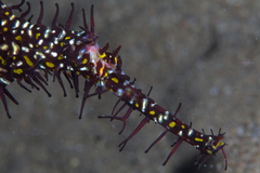 Solenostomus paradoxus