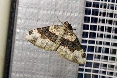 Epirrhoe galiata