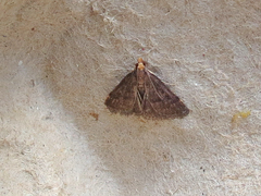 Loxostegopsis merrickalis