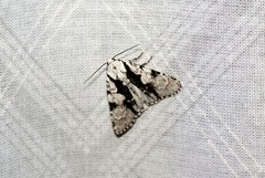 Acronicta funeralis