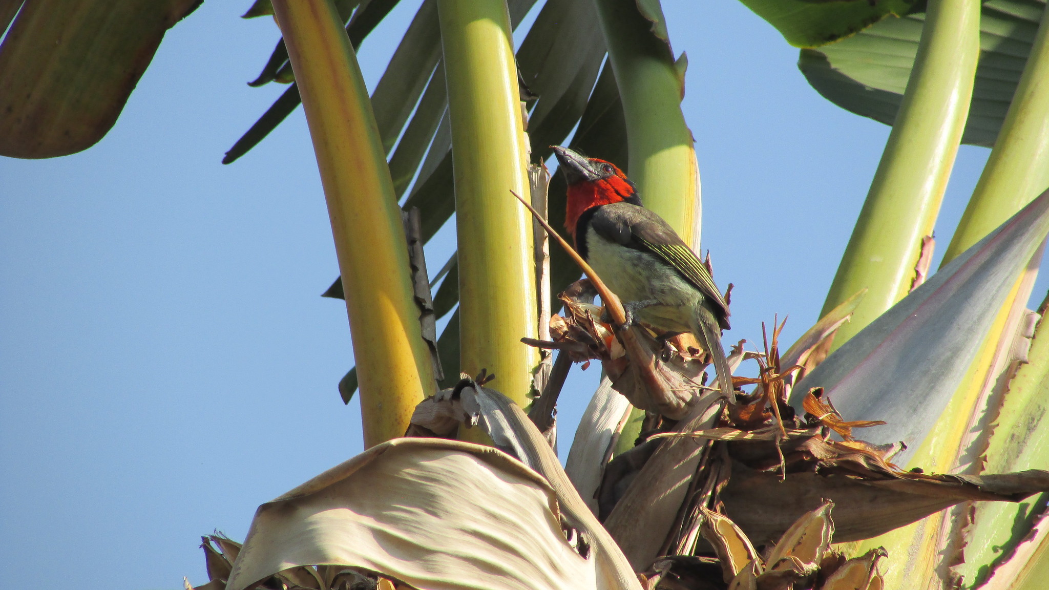 Black-collared Barbet illustration