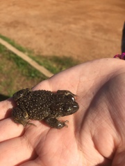 Vandijkophrynus angusticeps