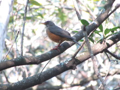 Turdus olivaceus pondoensis