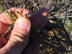 Eriocephalus punctulatus