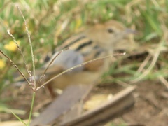 Cisticola marginatus