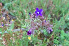 Anchusa officinalis