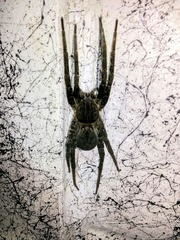 Ancylometes bogotensis