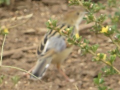 Cisticola marginatus