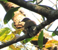 Indicator variegatus