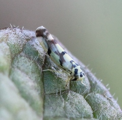 Eupteryx atropunctata