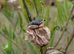 Hyperolius viridiflavus pantherinus