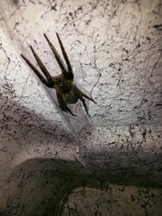 Ancylometes bogotensis