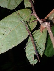 Rhamphosipyloidea