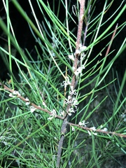 Hakea actites