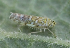 Eupteryx decemnotata