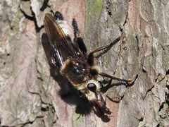 Laphria gibbosa