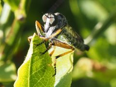 Neomochtherus pallipes
