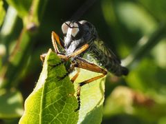 Neomochtherus pallipes