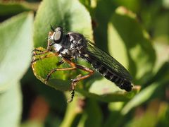 Neomochtherus pallipes