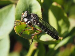 Neomochtherus pallipes