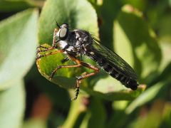 Neomochtherus pallipes