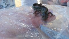 Triturus pygmaeus