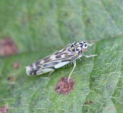 Eupteryx urticae