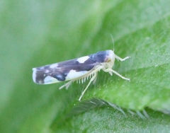 Eupteryx vittata