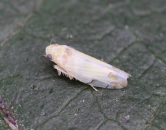 Eurhadina concinna