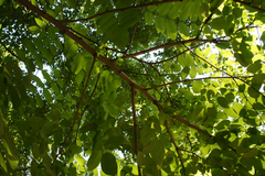 Robinia