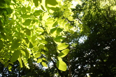 Robinia
